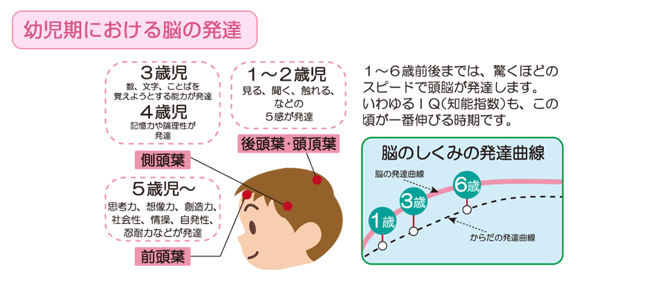 幼児期における脳の発達